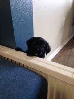 It is national dog day!