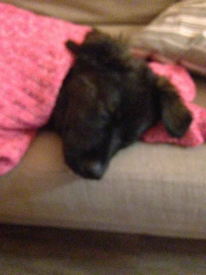 NWR: Show off your furbabies!