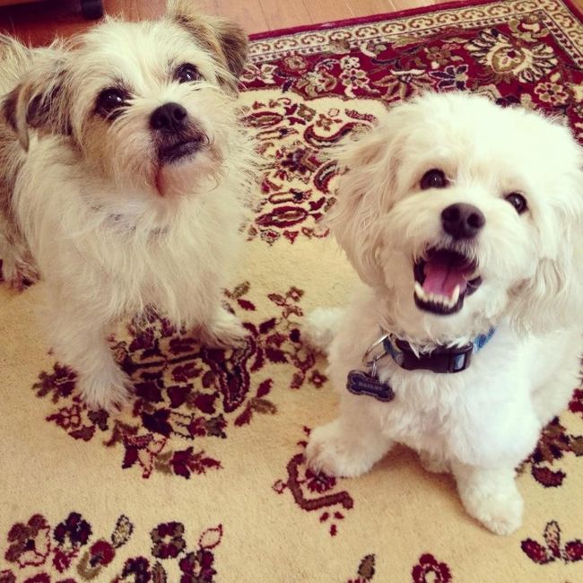 Since we are getting to know each other and everyone LOVES their fur babies!