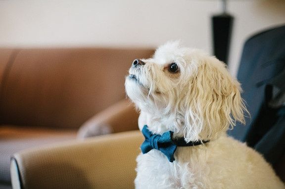 Dogs in the wedding