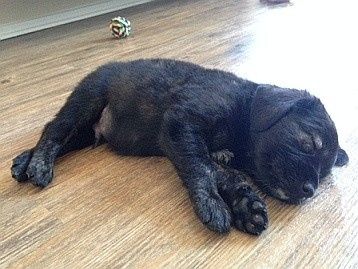 NWR - New puppy! Freaking out with joy! Name help please?