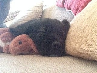 NWR - New puppy! Freaking out with joy! Name help please?