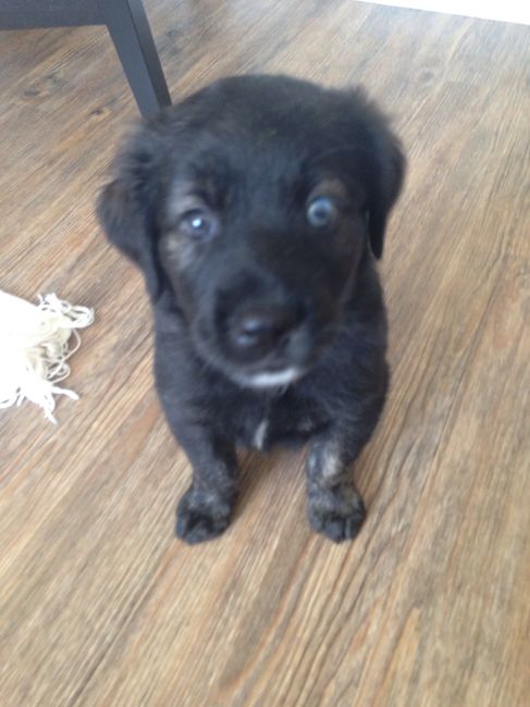 NWR - New puppy! Freaking out with joy! Name help please?
