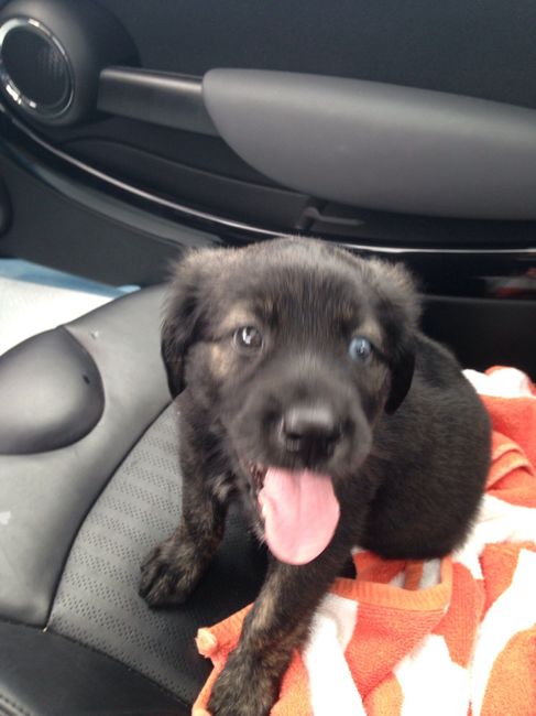 Got a new puppy, lets see a pic of your pets