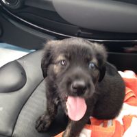 Got a new puppy, lets see a pic of your pets