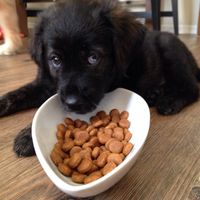 Pet names... Proper animal ones this time.,