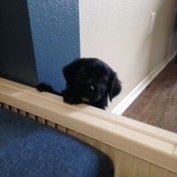 It is national dog day!