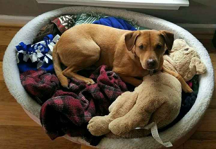 Best Dog... Yay or nay?