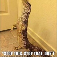 NWR - What's the last meme you saved?