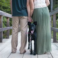 Are you including your pet in your engagement pictures? - 4