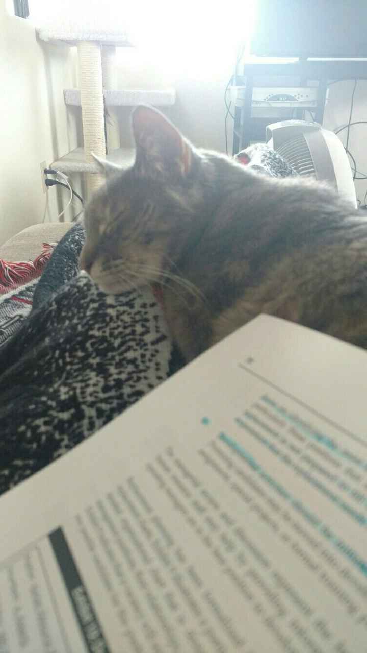 Pets "helping" you make things