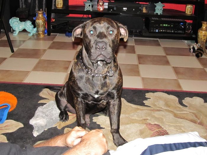 My fur baby...
