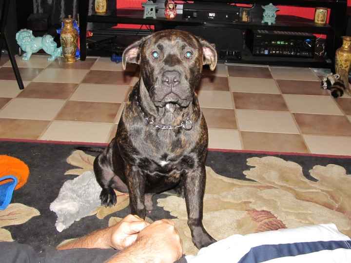 My fur baby...
