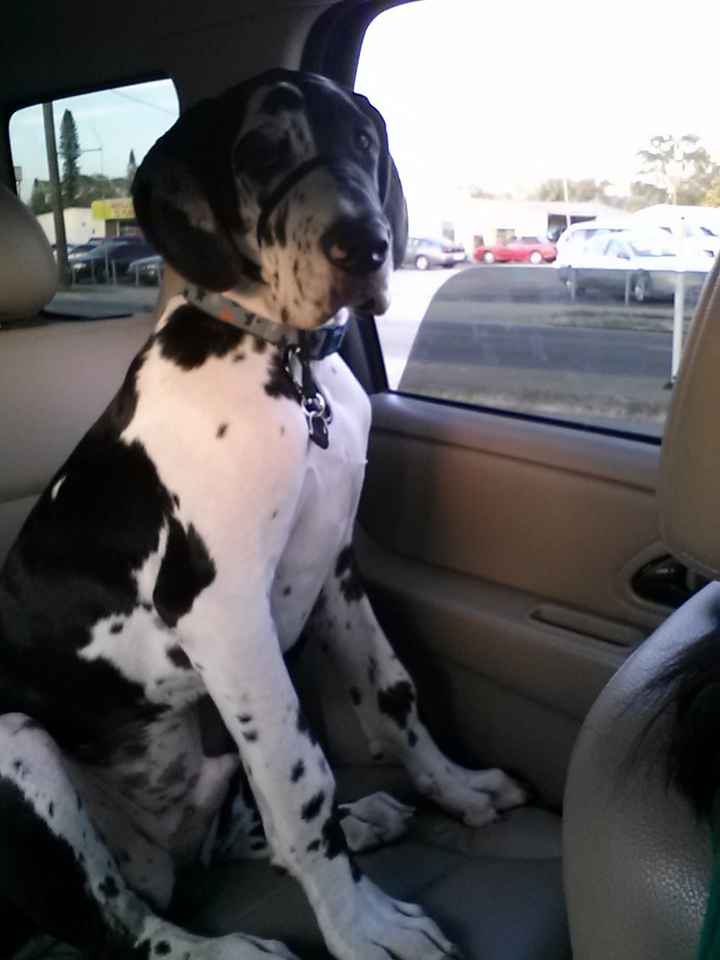 Show me your puppies!