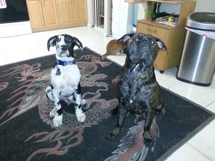 Show me your puppies!