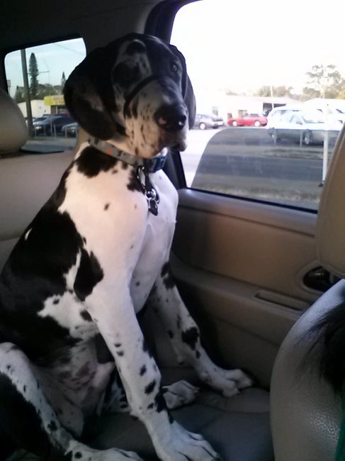 Show me your puppies!