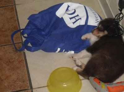 NWR: What kind of dog do you have?