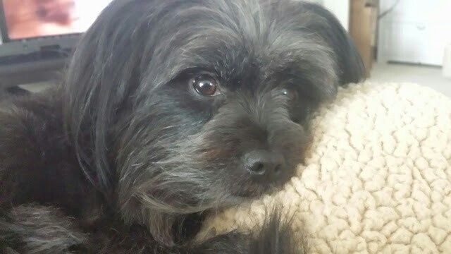 Sick and need cheering up--show me your Fur babies!
