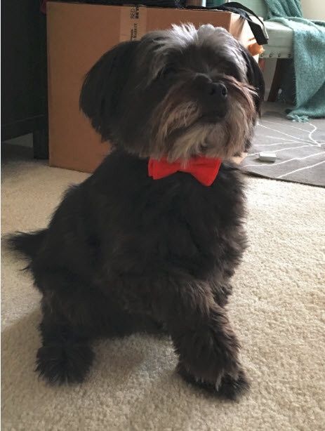 NWR: National Dog Day!