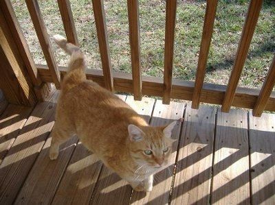SBR: Meet my Fur-babies, lets see yours too