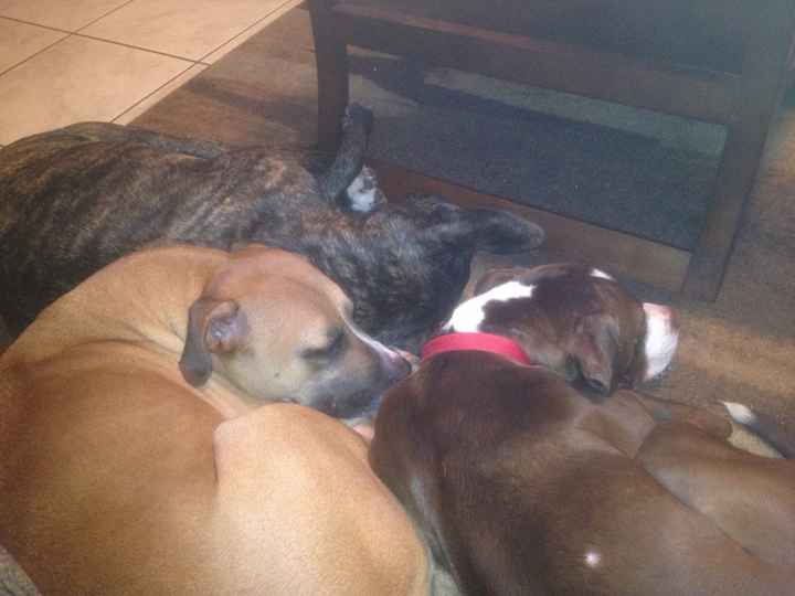 NWR- Furbaby Friday