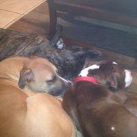 NWR- Furbaby Friday