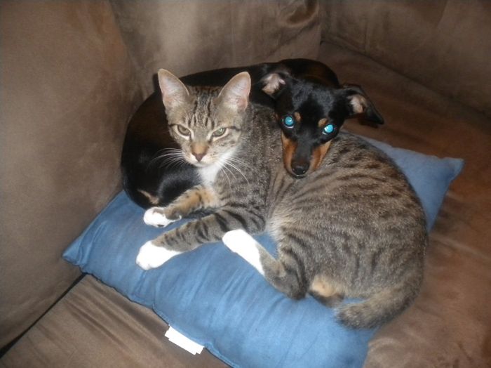 FURBABIES!!!