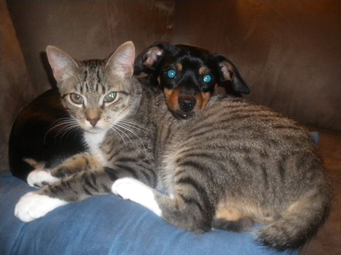 Spin off for animal lovers, happy thread