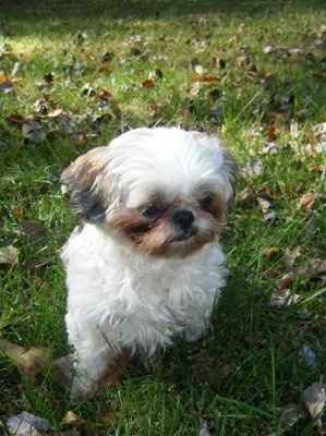 Let's do a show-and-tell about our fur-babies!!!