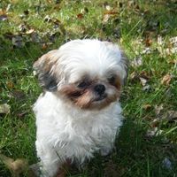 Let's do a show-and-tell about our fur-babies!!!