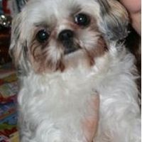 Let's do a show-and-tell about our fur-babies!!!