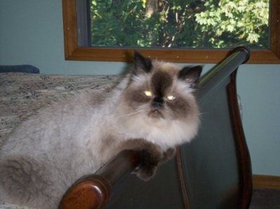 Let's see your pets!