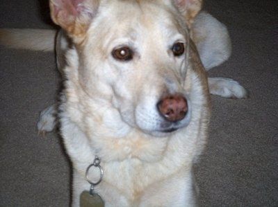Let's see your pets!