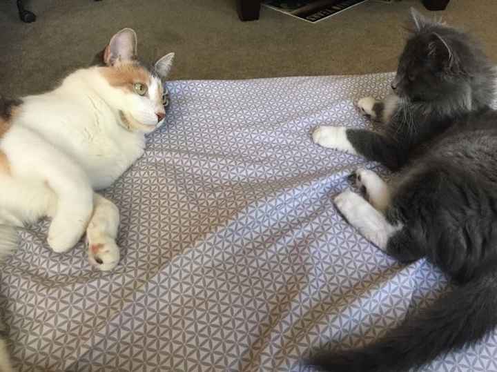 NWR: Tomorrow is National Cat Day!