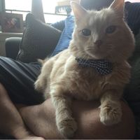 Show my your kitties!