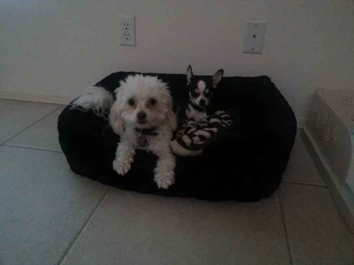 NWR: Lets See Your Fur Babies!
