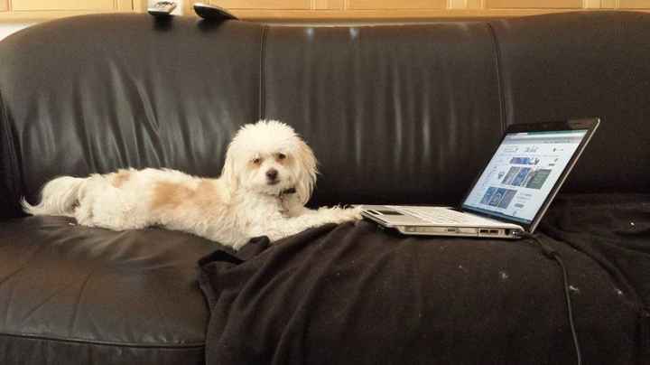 NWR: Pet Post