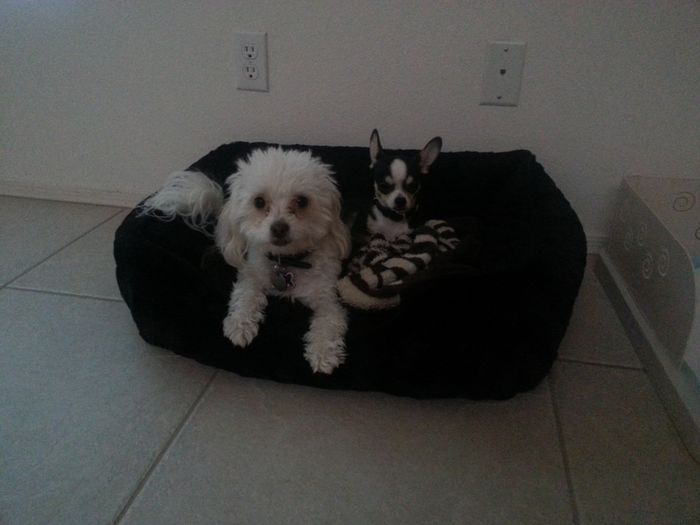 NWR: Lets See Your Fur Babies!