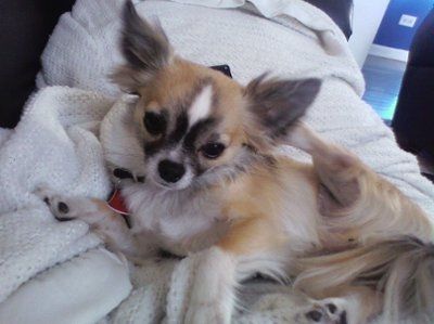 Show us your pets!