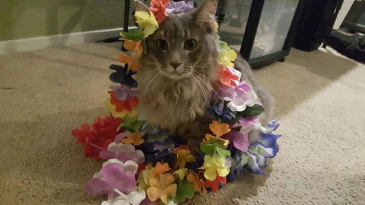 NWR: Pet Owners...Can we play a fun game? :D