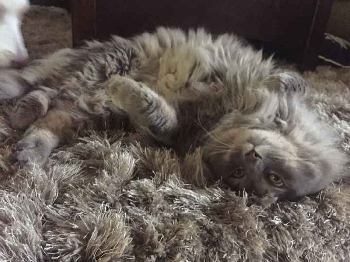 NWR- let me see your fur babies, awake and scared