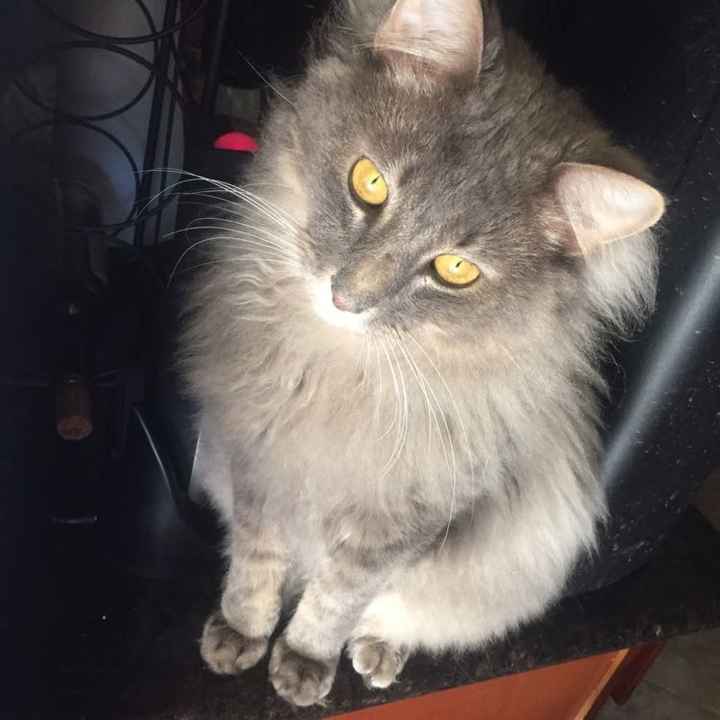 New to the site! -- Updated with kitten picture!