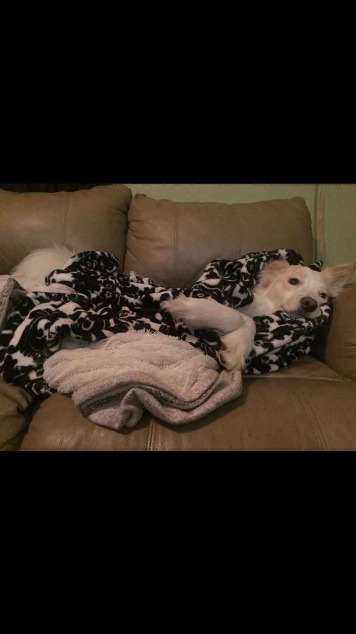 NWR: My pup thinks she's people. She's right. Show me your "people pups!"