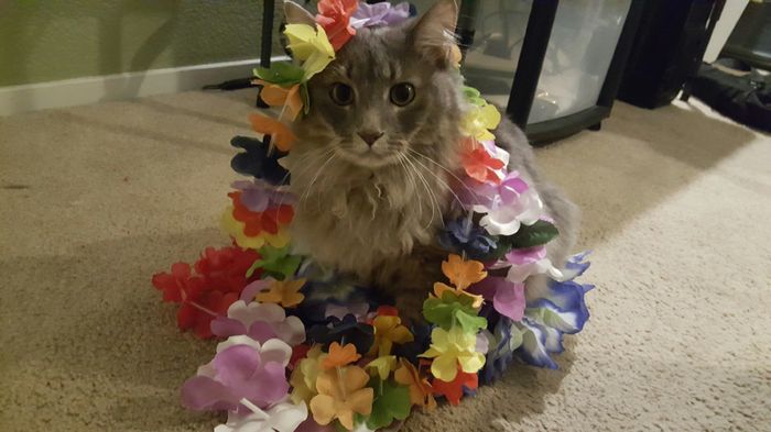 NWR: Pet Owners...Can we play a fun game? :D