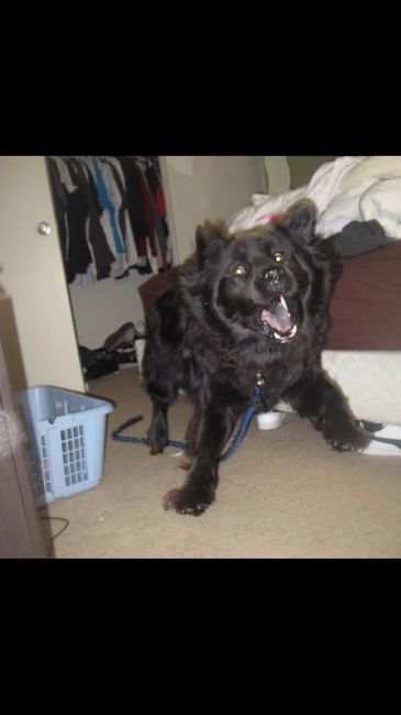 NWR: My pup thinks she's people. She's right. Show me your "people pups!"