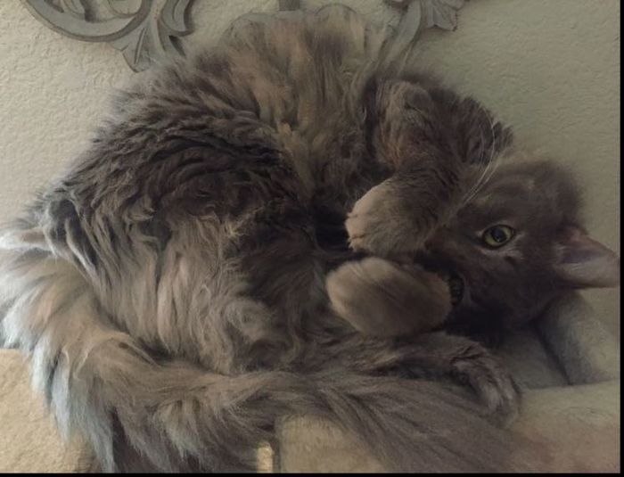 Furbabies?(non wedding post)