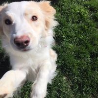 Furbabies?(non wedding post)