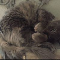 Furbabies?(non wedding post)