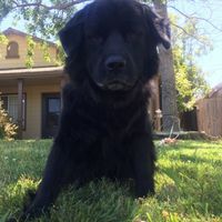 Furbabies?(non wedding post)