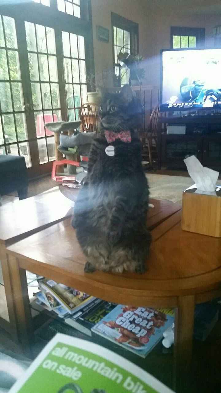 NWR: Bored? Show off your pets!